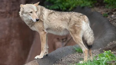 изображение волка с ярко красными глазами, цветные картинки волков, волк,  животное фон картинки и Фото для бесплатной загрузки