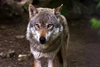 Растущим популяциям американских волков предрекли собачьи болезни и  конфликты с фермерами. Также ученые опасаются утраты общественного интереса  к охране волков