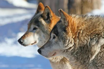В тамбовских лесах насчитали четырёх волков | ИА “ОнлайнТамбов.ру”