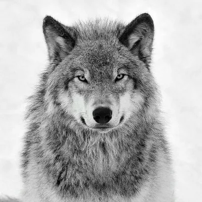 Жители северных районов Омской области шутят о нашествии волков | Общество  | Омск-информ