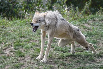 Обнародованы данные о количестве волков в регионах Узбекистана