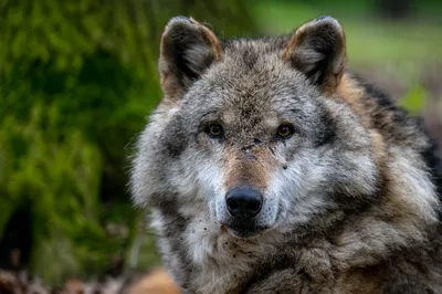 Из жизни чернобыльских волков. Результаты радиослежения - Відкритий ліс