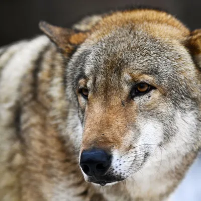 Волки в этом году нападают на домашних животных чаще обычного. Как защитить  своих питомцев - Chayka.lv