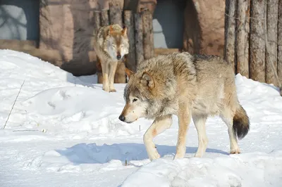 Алтайский учёный рассказал о том, как появились гибриды волков и собак