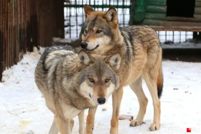 Красный, серый, а может, тамбовский? 10 волков, живущих рядом с нами -  Питомцы Mail.ru