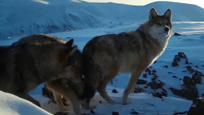 Нападение волков на людей в Таджикистане