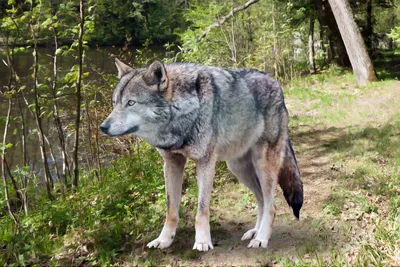 В Швеции началась масштабная охота на волков | Euronews