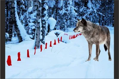 Волк | Животный мир | Туристический Кобрин