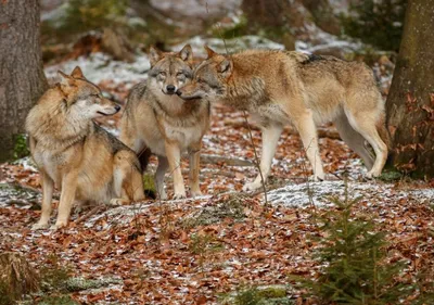Причины выхода волков к людям – свалки и безнадзорные домашние животные -  Минприроды Коми | Комиинформ