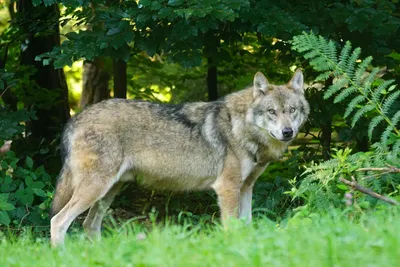 Охота на волков и красные флажки - Газета «Огни Алатау»