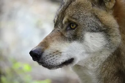 Qansonar.com – Охота, рыбалка и активный туризм - Охота на волков и красные  флажки