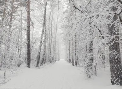 Волшебная зима - красивые фото