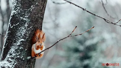 28 Февраля - Воскресенье! С последним днём зимы! Доброе утро и хорошего  настроения! — Видео | ВКонтакте