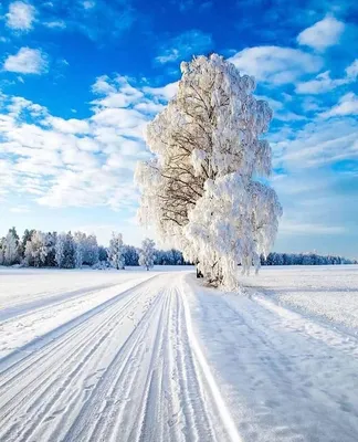 Зима – это чарующее время года, завораживающе чистая природа, окутанная в  белоснежные одежды. | Winter landscape, Winter scenery, Winter pictures