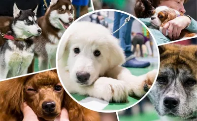 В России захотели ввести учет всех собак - Газета.Ru | Новости