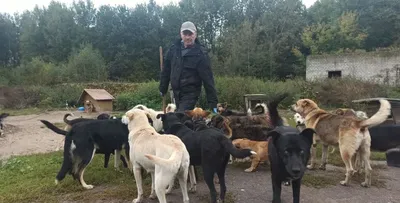 Всех собак смогли чипировать в двух селах на западе Казахстана -  27.07.2022, Sputnik Казахстан