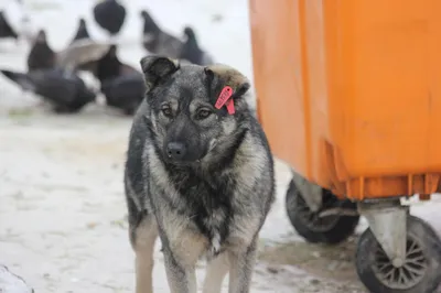 В Египте запретили всех собак, кроме десяти разрешенных пород | ИА Красная  Весна