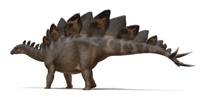 11 различных видов динозавров | 23Group | Дзен