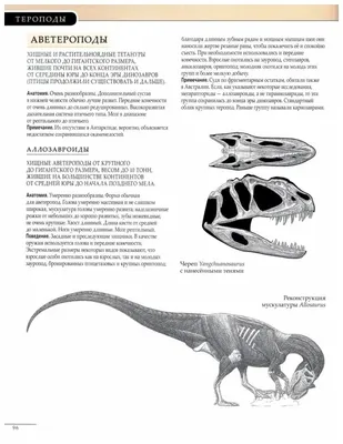 Исследование: в Азии разнообразие динозавров сократилось перед массовым  вымиранием
