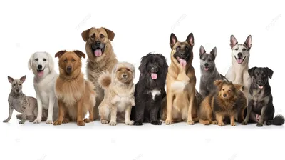 группа собак стоит рядом друг с другом, фотографии всех видов собак фон  картинки и Фото для бесплатной загрузки
