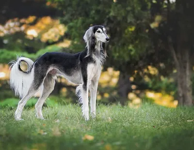 Happy Dog (Ягненок с рисом) для собак всех видов 970гр - ZOO ЦЕНТР