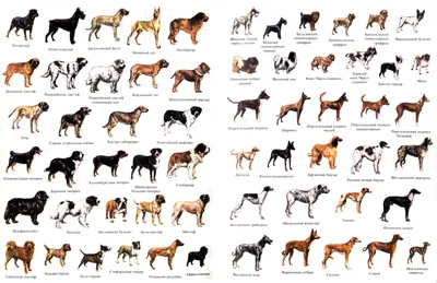 Породы собак: полный список, описание популярных пород с фото.
