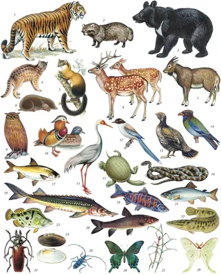 Картинки всех животных в мире