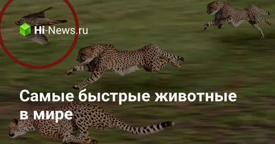 Самые быстрые животные в мире - Hi-News.ru