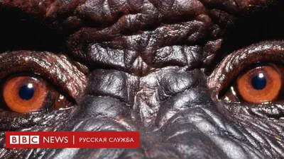 Животные: многообразие форм и функций» — создано в Шедевруме