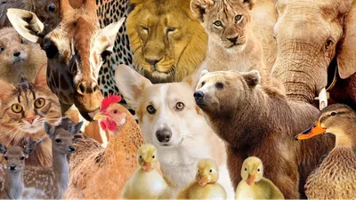 Тест: почти ни у кого не получается найти всех животных на картинке