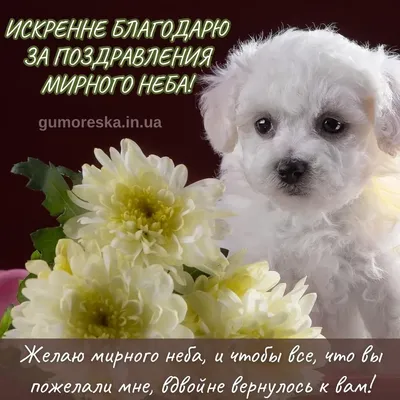 Спасибо #большое #запоздровление 💞💞💞 | TikTok