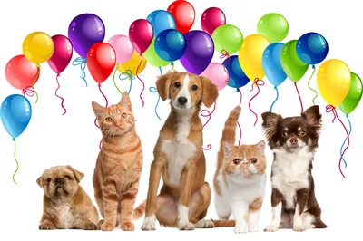 30 ноября - Всемирный день домашних животных - Ошколе.РУ