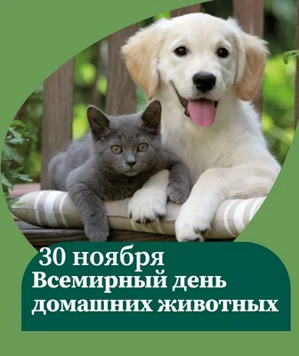 30 ноября – Всемирный день домашних животных - Лента новостей Мелитополя