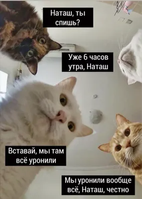 Запись от 03.06.2023 11:52 | .•~соня~•. | Мемозг