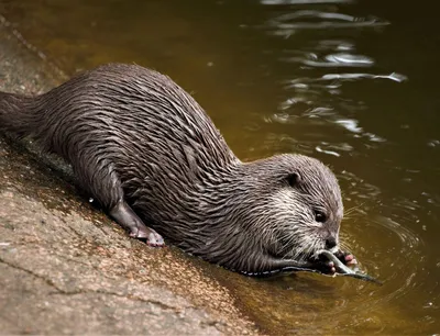 Азиатская бескоготная выдра | zoo-ekzo.com- Экзотические животные