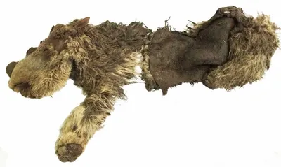 Пакет вымерших животных v3 3D Модель $180 - .unknown - Free3D