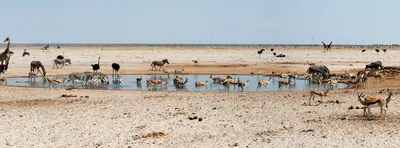 Китайских производителей лекарств обвинили в эксплуатации вымирающих  животных – Новости Узбекистана