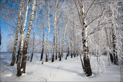 Скачать фотообои для рабочего стола: Лес, снег, зима, деревья, обои на  рабочий стол