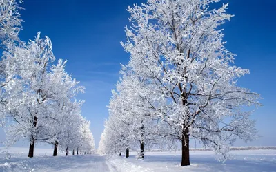 русская зима в лесу со скалами Стоковое Изображение - изображение  насчитывающей рождество, морозно: 221578601