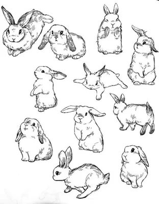 Рисунки Кроликов для срисовки: 100 идей - простых, легких, красивых | Bunny  tattoos, Bunny art, Bunny drawing