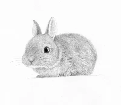 Рисунки для срисовки кролик легко - 40 фото