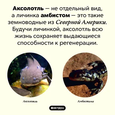 Экшн-фигурки в виде земноводных животных, лягушек | AliExpress