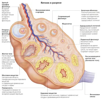 Анатомия женских половых органов. Внутренние женские половые органы. Часть  2/3 - YouTube