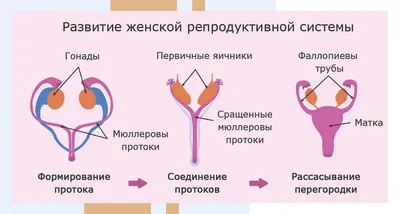 A583 Модель женского полового органа в разрезе