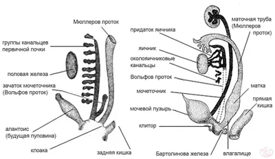 Идите… в Йони!»: одесская художница рисует женские половые органы (фото) |  Новости Одессы