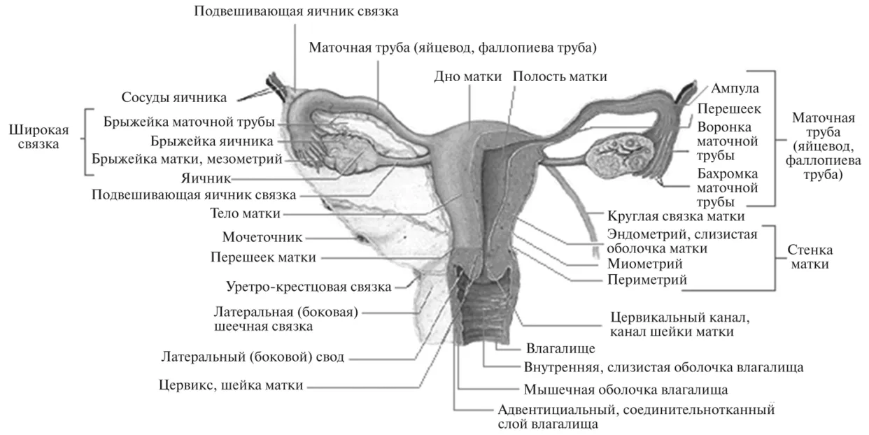Женские половые органы трубы. Наружные и внутренние женские половые органы функции. Внутренние женские половые органы вид спереди. Схема строения женских внутренних половых органов. Наружные женские половые органы строение анатомия.