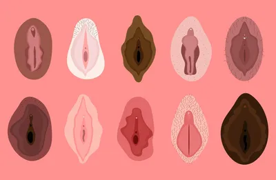 Анатомия и физиология женской половой системы - презентация онлайн