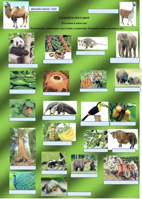 Образователни карти с животни - 63 броя в 4 категории | StudyPlay Bulgaria