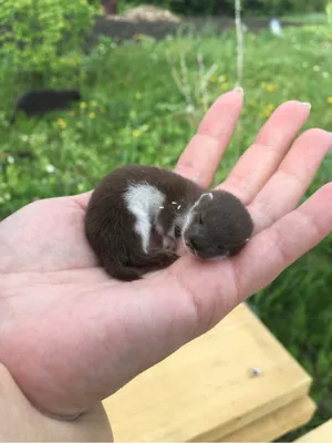 Голостопая Ласка (Mustela nudipes) | Хорьки, Фотографии животных, Смешные  животные