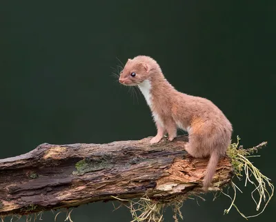 Содержание ласки (Mustela nivalis) - YouTube